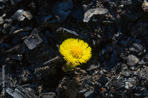 Foto Yellow flower growing through ashes and coal