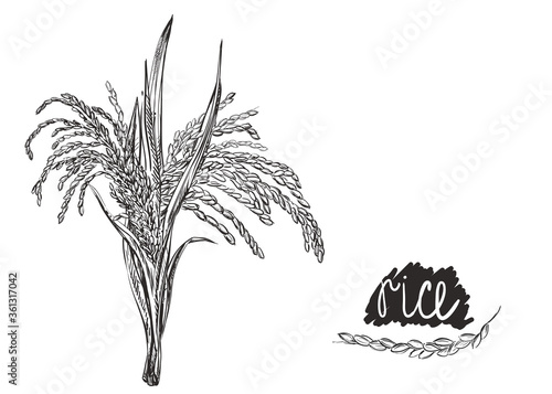 Detailed hand drawn black and white illustration of rice plant. sketch. Vector. Elements in graphic style menu  package. Traditional food in asian countries  Japan  Korea and China.