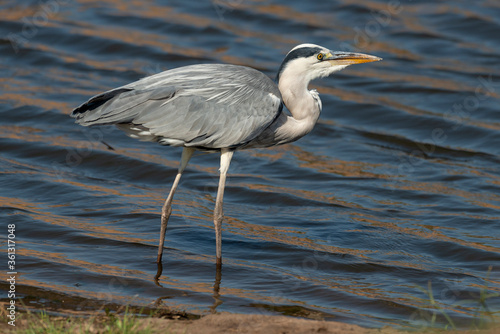 H  ron cendr    Ardea cinerea  Grey Heron