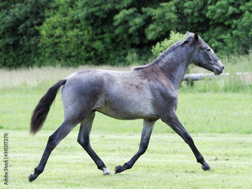 Young Colt Playing