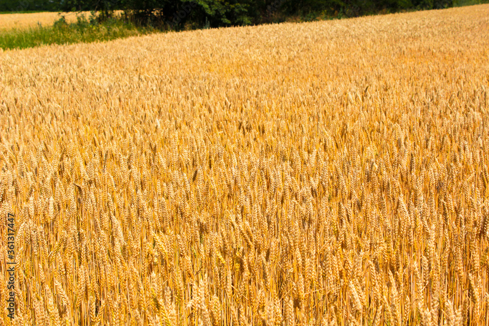 Fototapeta premium field of wheat