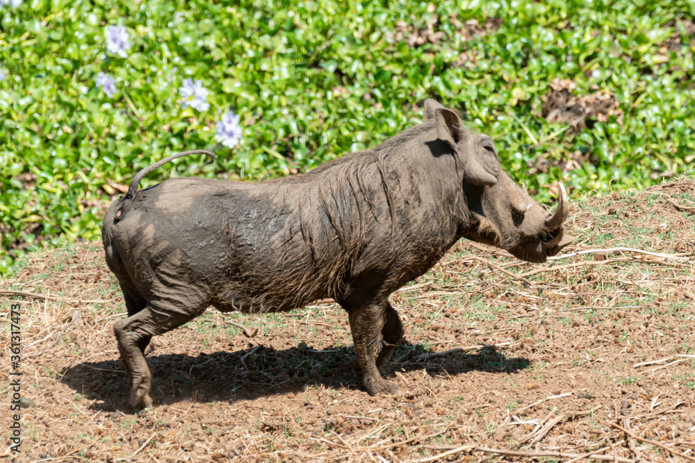 Phacochère commun, Phacochoerus africanus, Afrique du Sud Phacochère commun, Phacochoerus africanus, Afrique du Sud