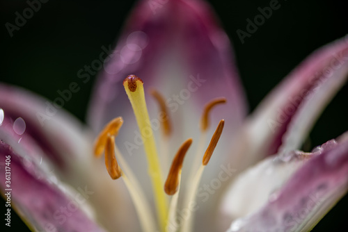 close up of a pink lily