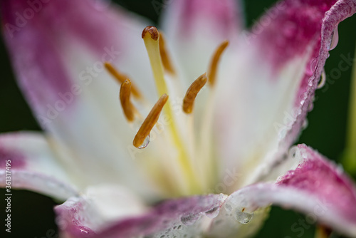 close up of pink lily