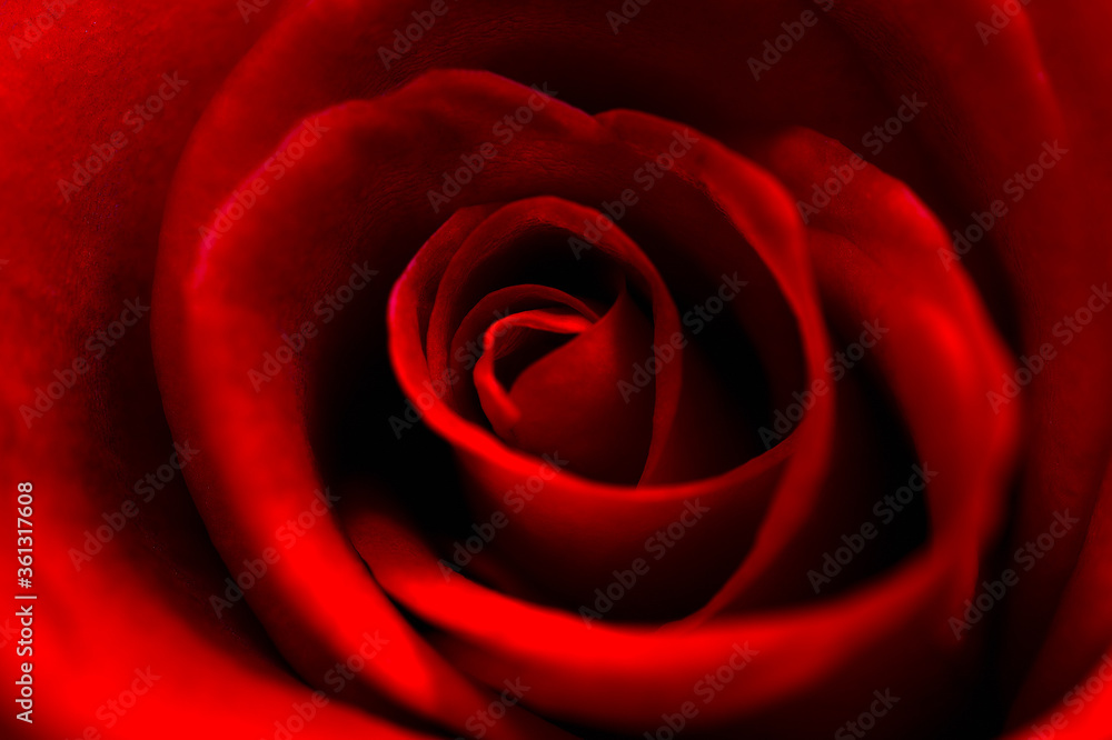 Rosaceae. Rosaceae.