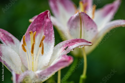 insect on a pink lily
