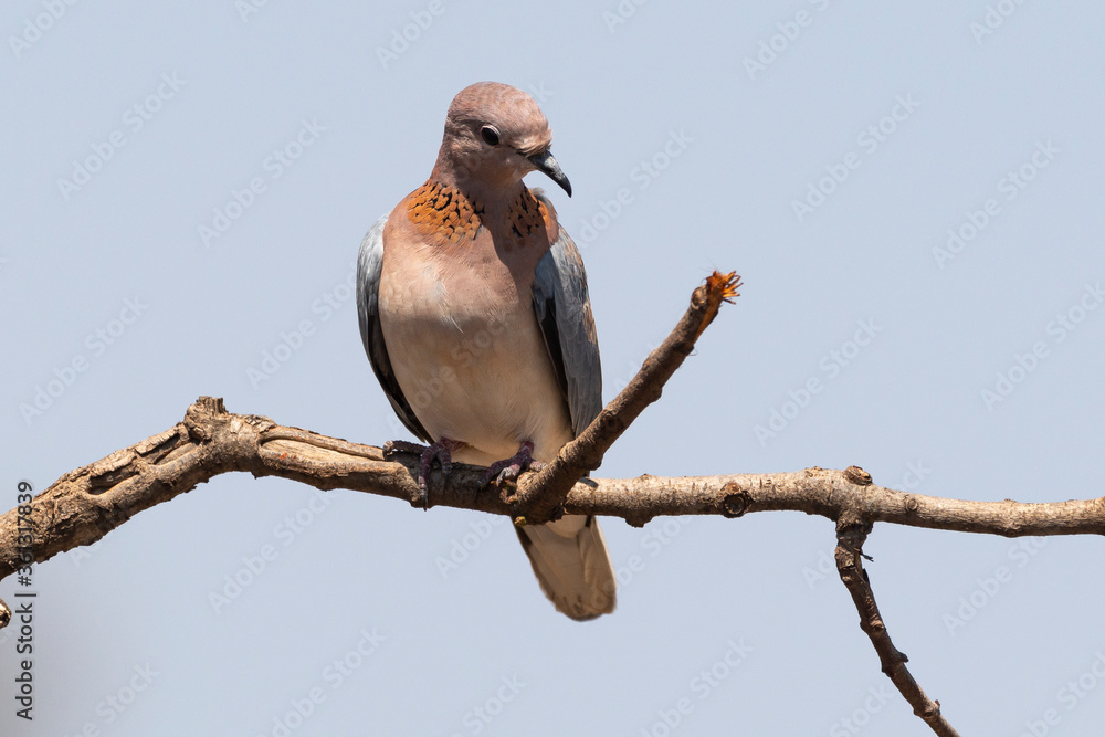 Tourterelle maillée,.Spilopelia senegalensis, Laughing Dove Tourterelle maillée,.Spilopelia senegalensis, Laughing Dove