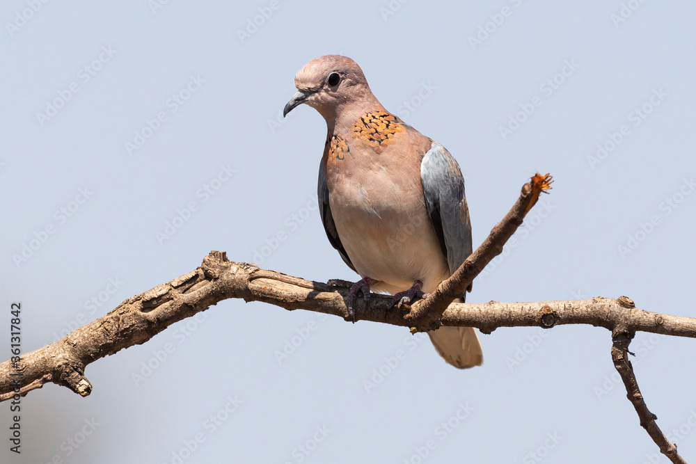 Tourterelle maillée,.Spilopelia senegalensis, Laughing Dove Tourterelle maillée,.Spilopelia senegalensis, Laughing Dove
