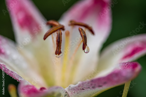 pink lily closeup