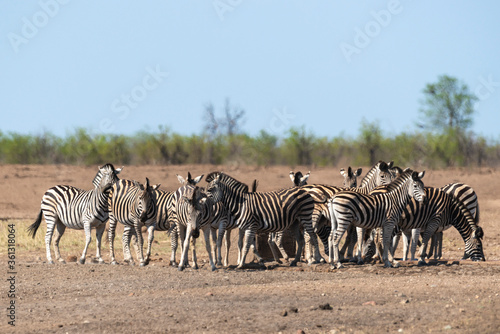 Z  bre de Burchell  Equus quagga  Parc national Kruger  Afrique du Sud