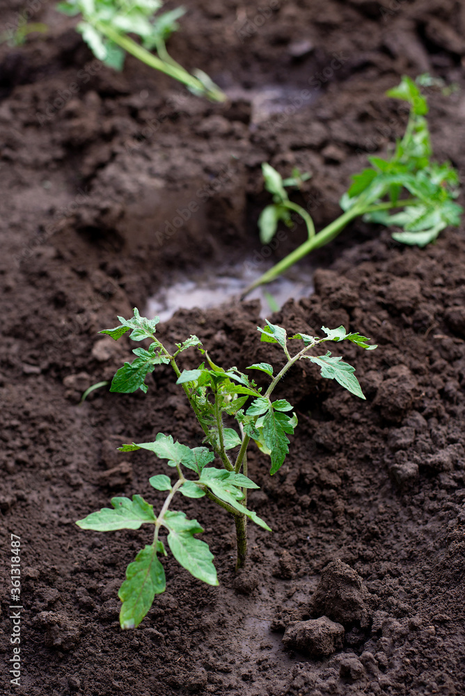 seedling sprout in the ground seedling sprout in the ground