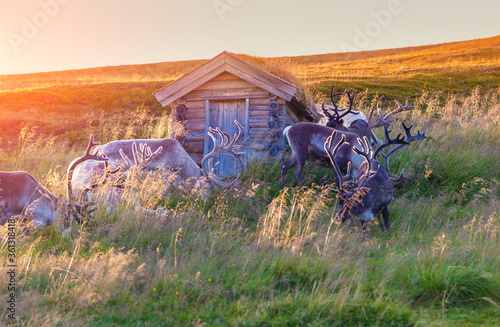 A herd of reindeer grazing on a hill in Lapland at sunset