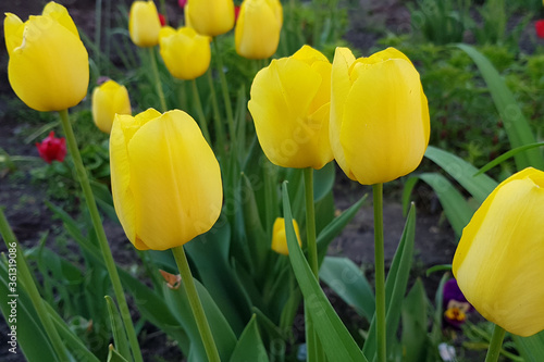 Spring background with beautiful yellow tulips in the garden.