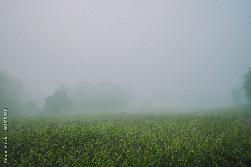 Foggy countryside.