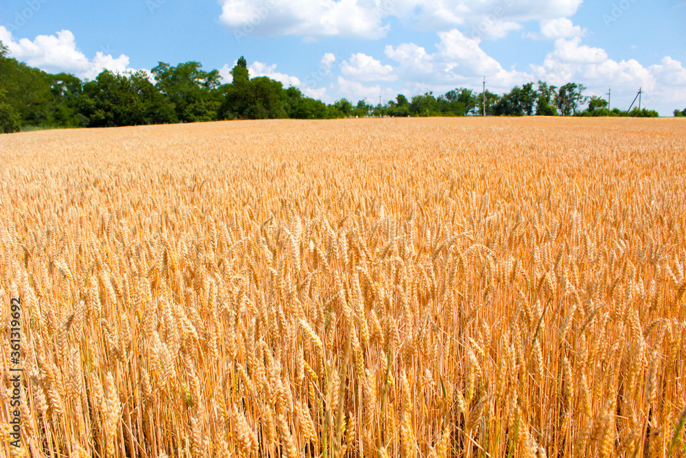 Naklejka premium golden wheat field