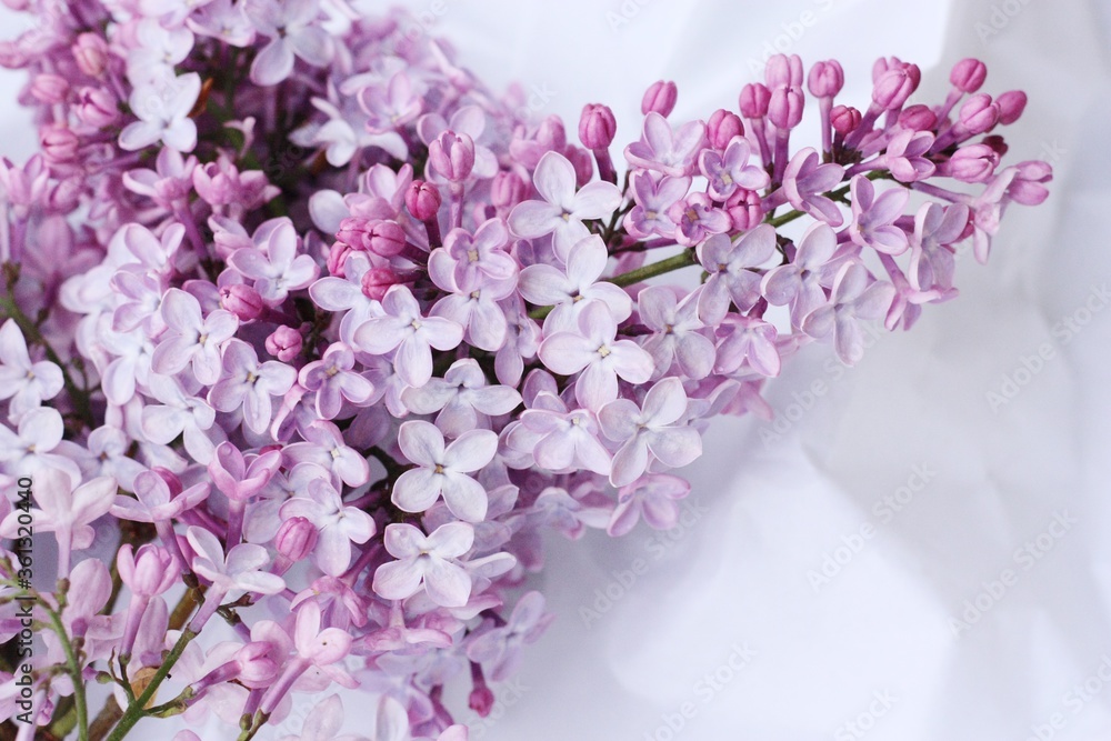 Beautiful bouquet of lilac on white paper 
