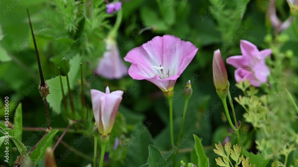 a blooming pink flower of a pack plant, swaying in the wind a blooming pink flower of a pack plant, swaying in the wind