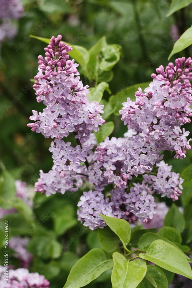 Beautiful purple lilac in the summer garden Beautiful purple lilac in the summer garden