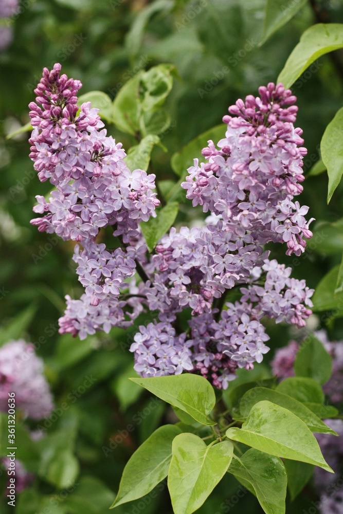 Beautiful purple lilac in the summer garden Beautiful purple lilac in the summer garden
