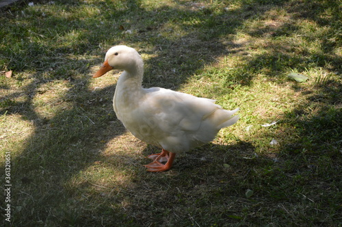 duck