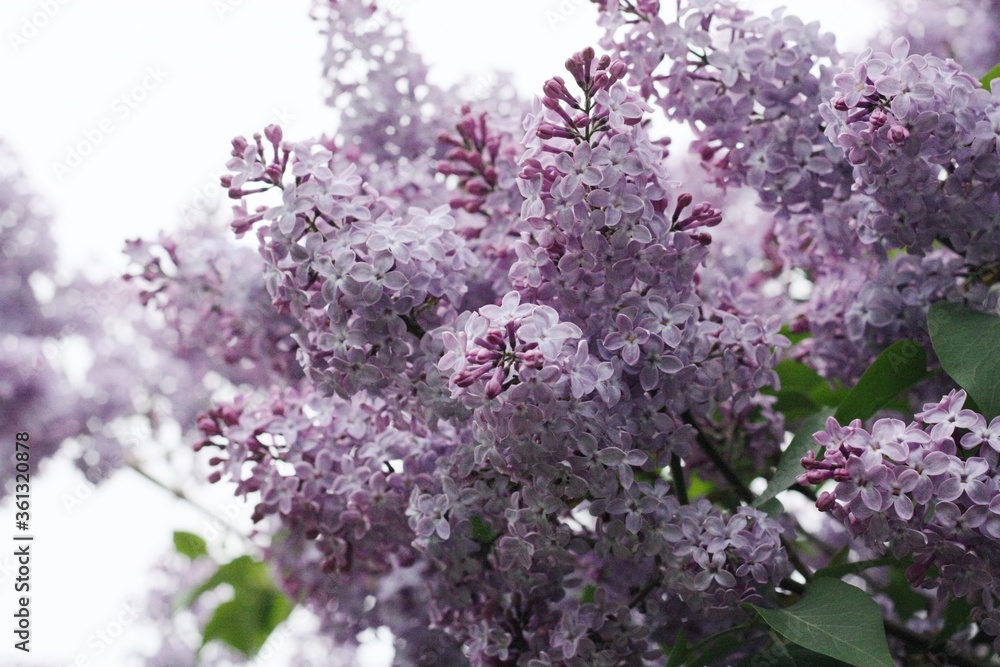 Beautiful purple lilac in the summer garden Beautiful purple lilac in the summer garden