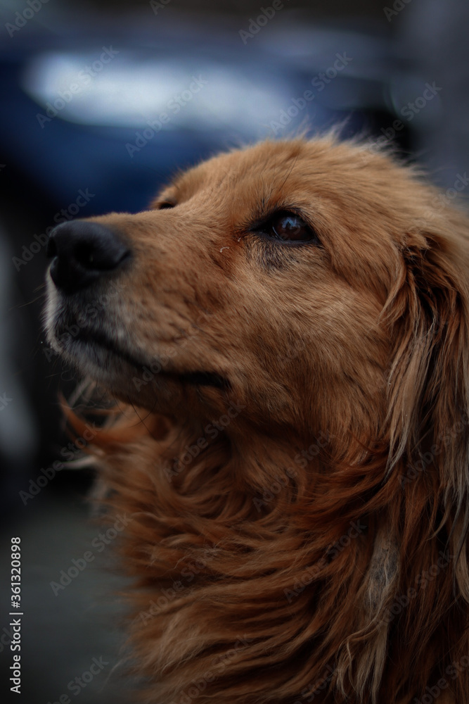 Fototapeta premium golden retriever dog