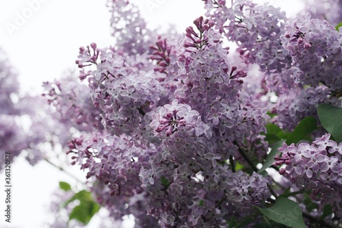 Beautiful purple lilac in the summer garden