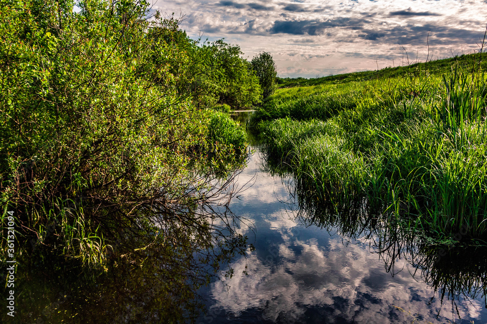 Fototapeta premium the river in the forest