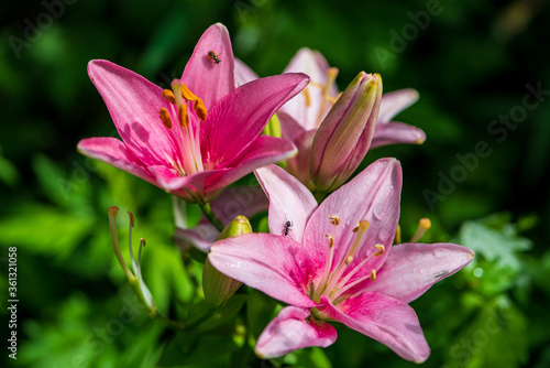 ant on a pink lily in the garden