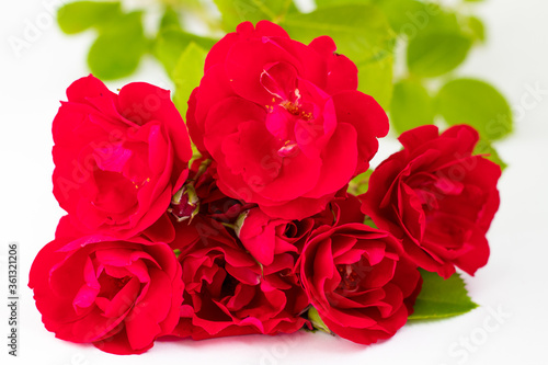 red roses close up on a white background