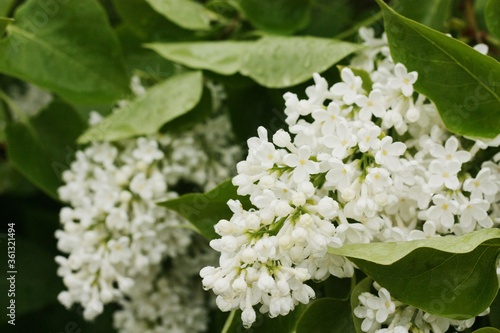 Beautiful white lilac in the summer garden