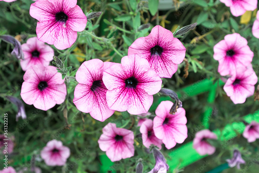 Fuchsia Fuchsia