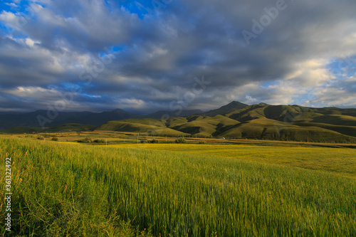 Beautiful spring and summer landscape. Lush green hills. Spring blooming herbs. © Alwih