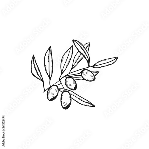 Olives with olive branches and fruits for Italian cuisine design or extra virgin oil food or cosmetic product packaging wrapper. Hand drawn Illustration in vector.