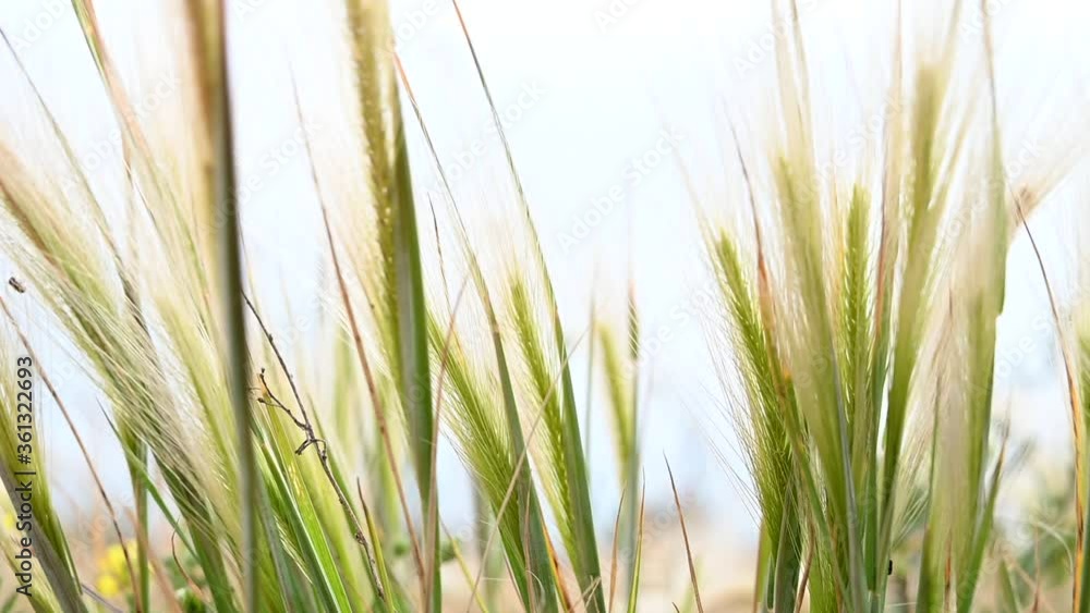 green grass in the wind, isolated on a white background green grass in the wind, isolated on a white background