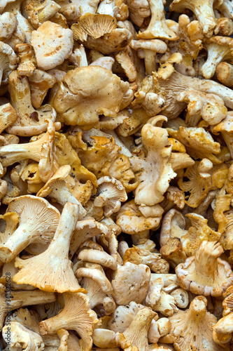 Basket full of golden colored chanterelles mushrooms