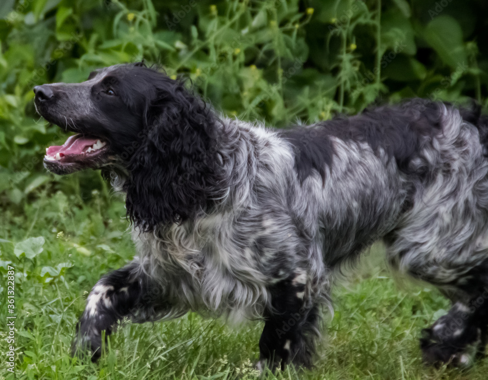 photo of a Russian hunting Spaniel