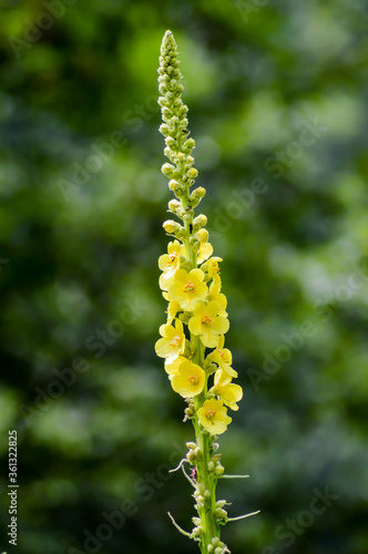 Photos Close up of Reseda luteola, known as dyer rocket, dyer weed