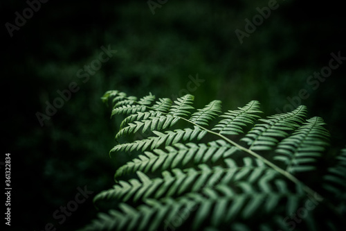 Rich dark green ferns with dark background. Detailed texture of fern leaves. 