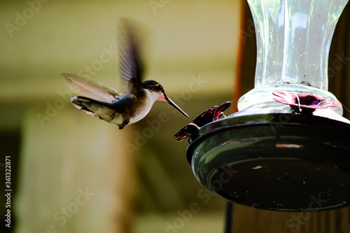 Beautiful Ruby Throated Hummingbird in flight hovering near a feeder, wings beating incredibly fast