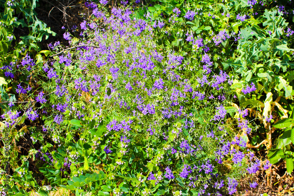 Obraz premium purple flowers in the garden