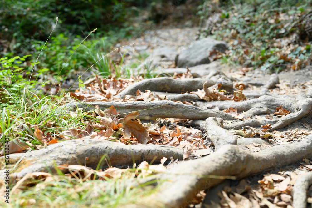 intertwined tree roots on the soil surface of the path intertwined tree roots on the soil surface of the path