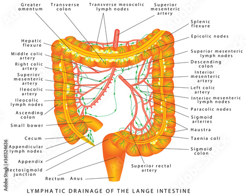 Colon - lymphatic drainage. Pathways of lymphatic drainage of the colon. Anatomy of the Colon, Rectum and Anus. Digestive system, large intestine lymphatic drainage. 