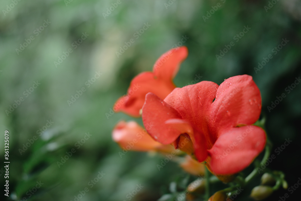 Decorative orange flower on a soft light green background. Minimalism.