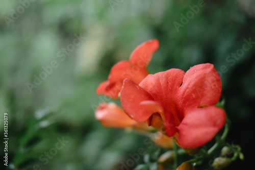 Decorative orange flower on a soft light green background. Minimalism. © Ekaterina