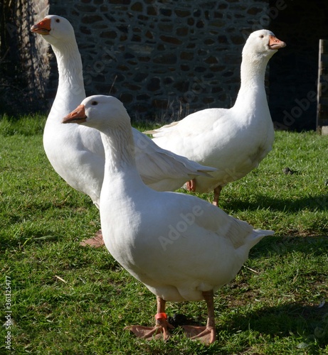 Fototapeta Les oies en plein air à Mayenne en France