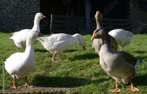Obraz na plátně Les oies en plein air à Mayenne en France