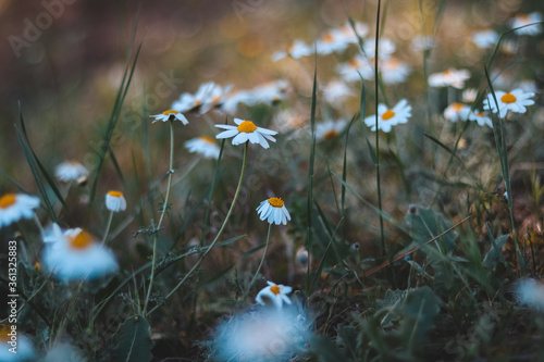 Spring flowers photo