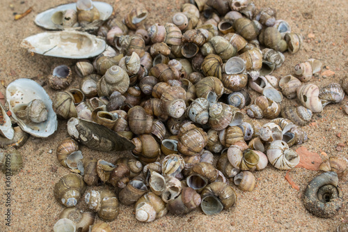empty snail Shells lie on a sandy beach