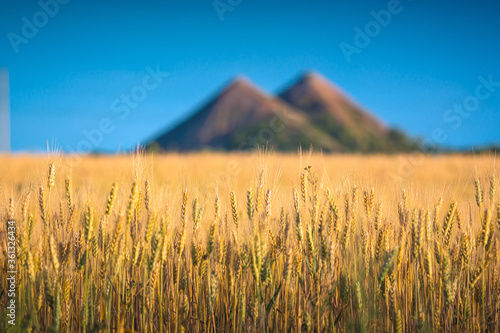 The wheat field with slagheap on a horizon photo